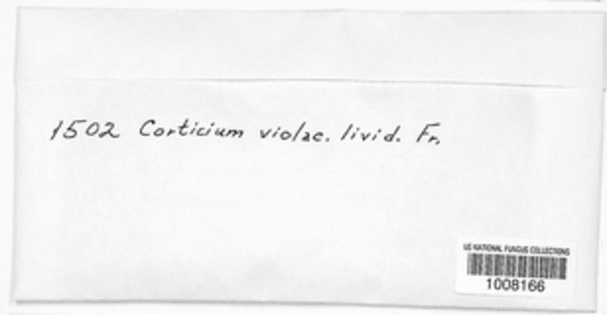 Corticium violaceum image